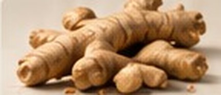 Ginger